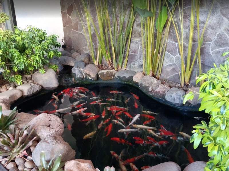 ikan koi